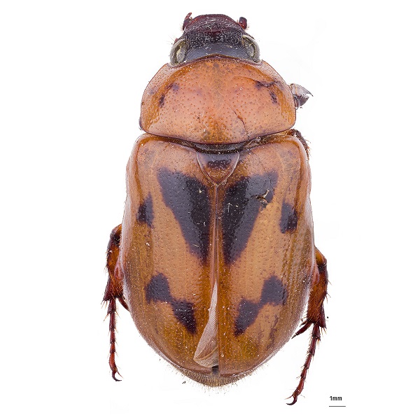 <p><em>Cyclocephala</em></p>