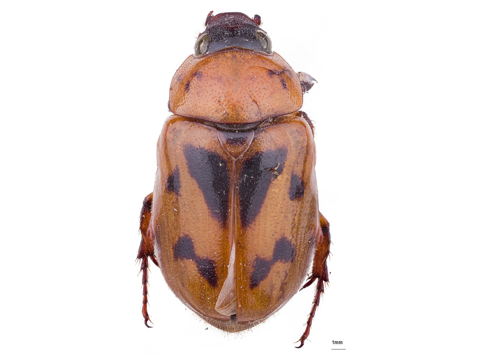 Cyclocephala sexpunctata Castelnau, 1840