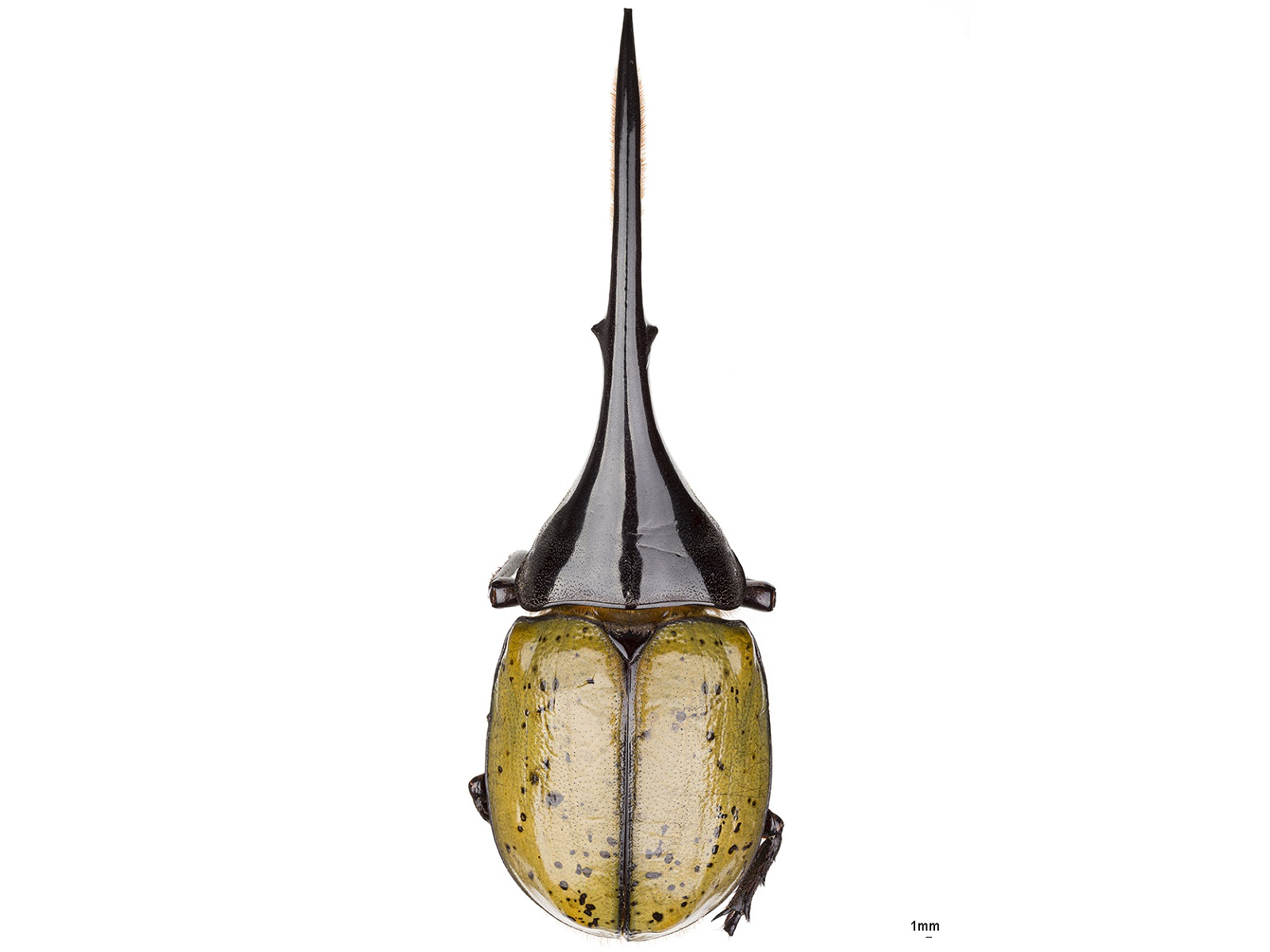 Dynastes hercules (Linnaeus, 1758) 