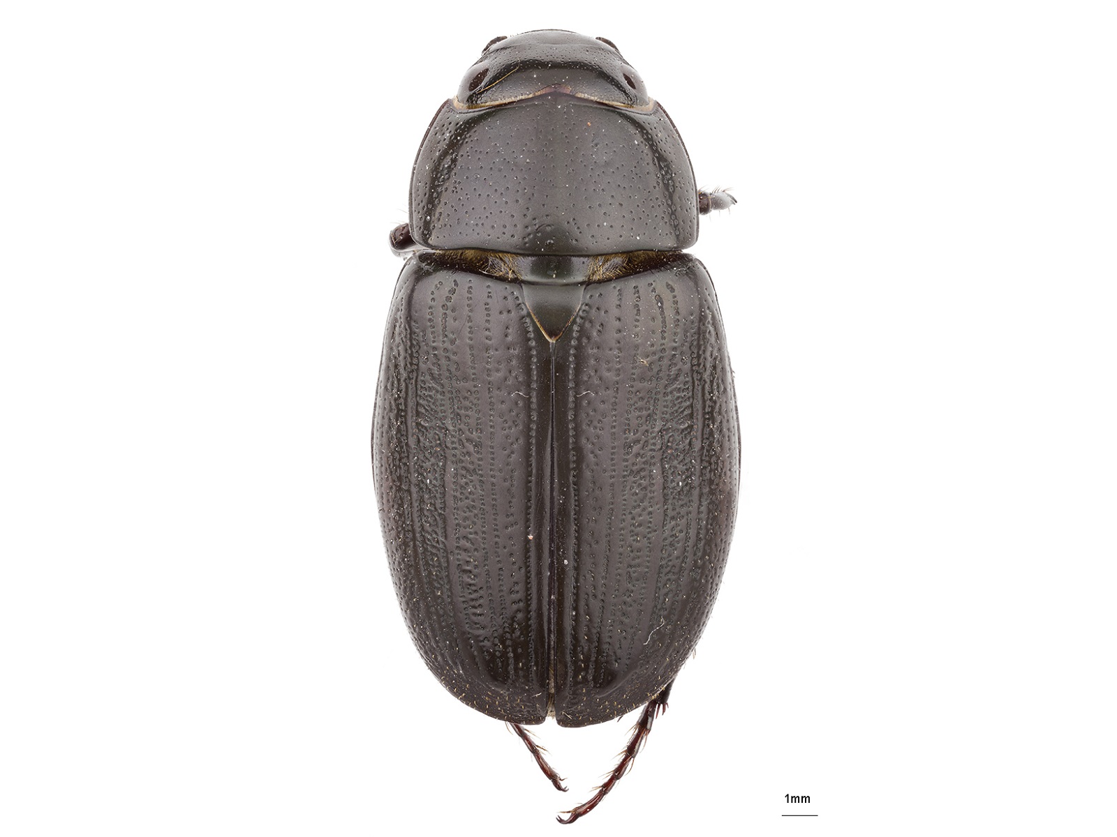 Dyscinetus dubius (Olivier, 1789) 