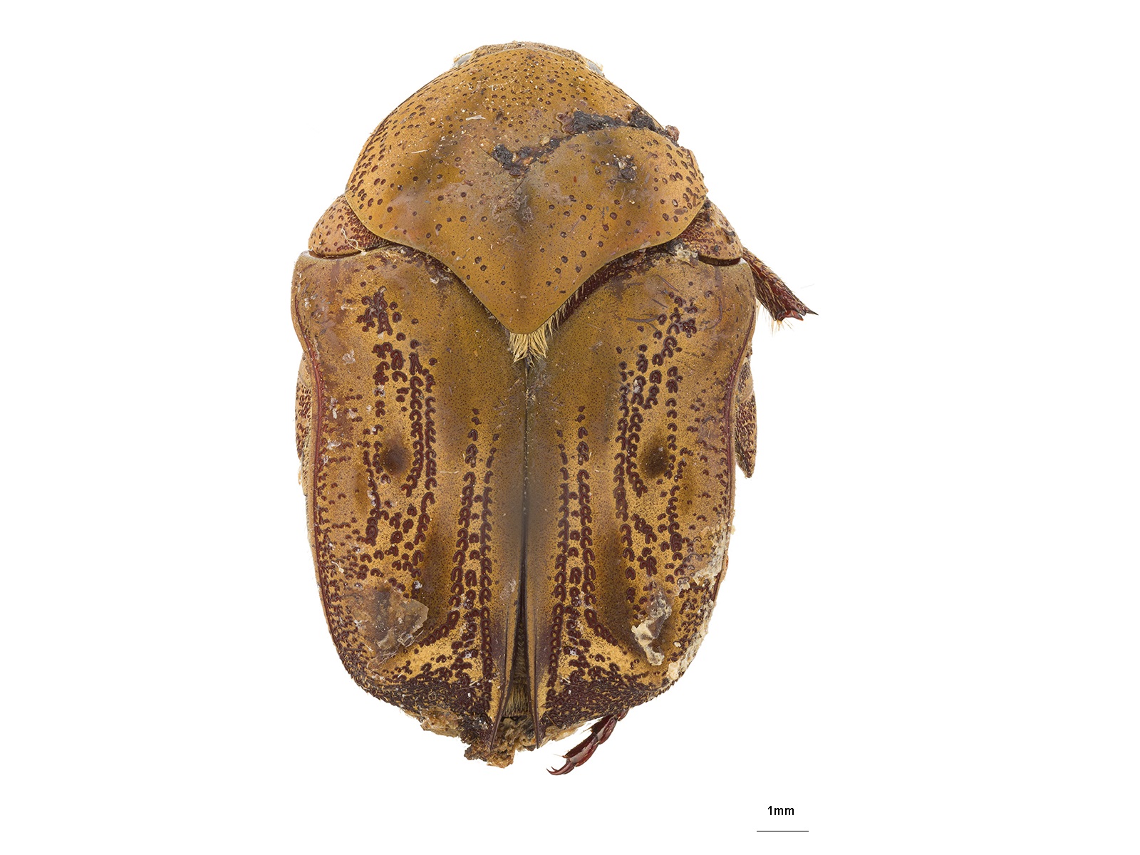 Hoplopyga liturata (Olivier, 1789) 