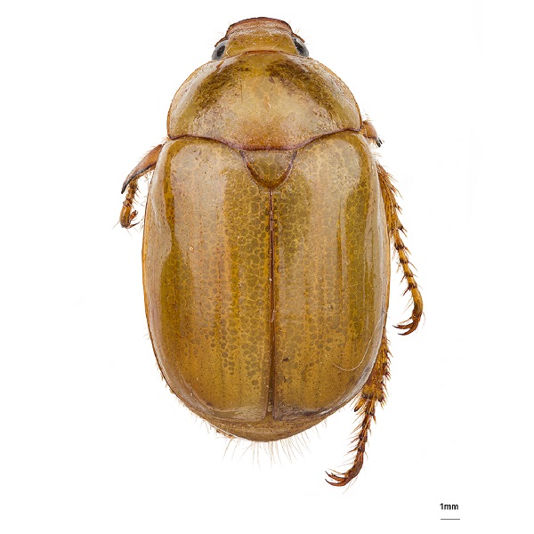 <p><em>Leucopelaea</em></p>