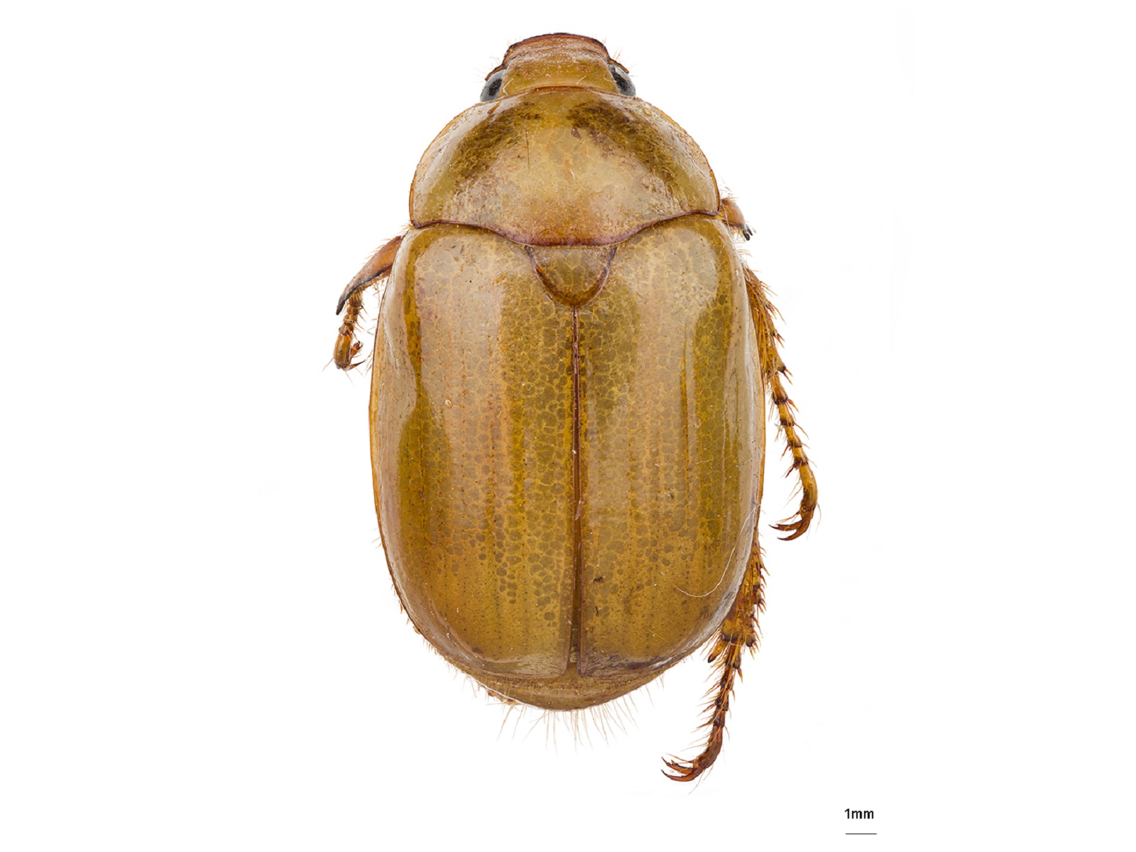 Leucopelaea albecens Bates, 1891 