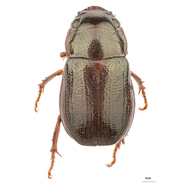 <p><em>Leucothyreus</em></p>