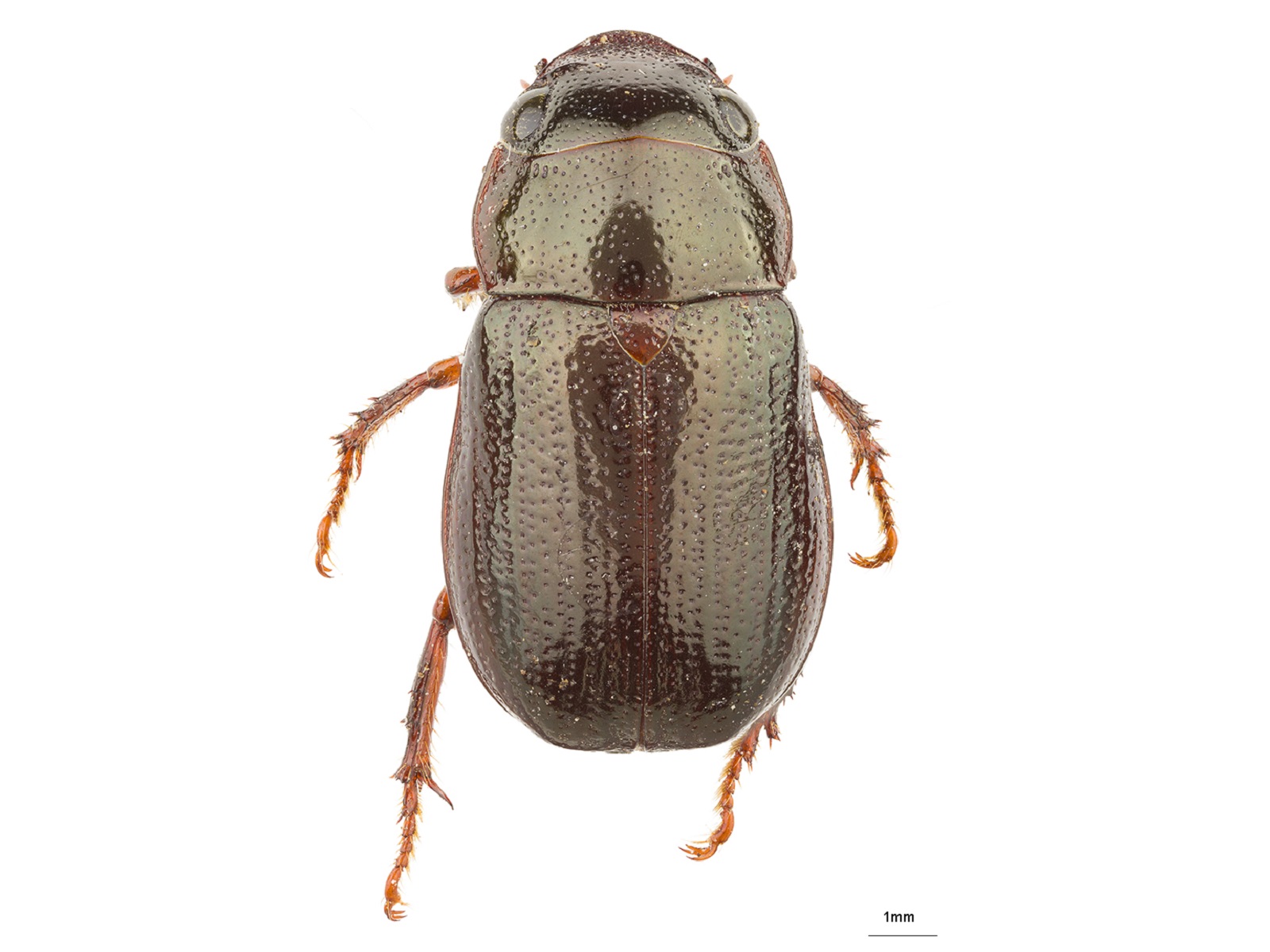 Leucothyreus femoratus Burmeister, 1844 