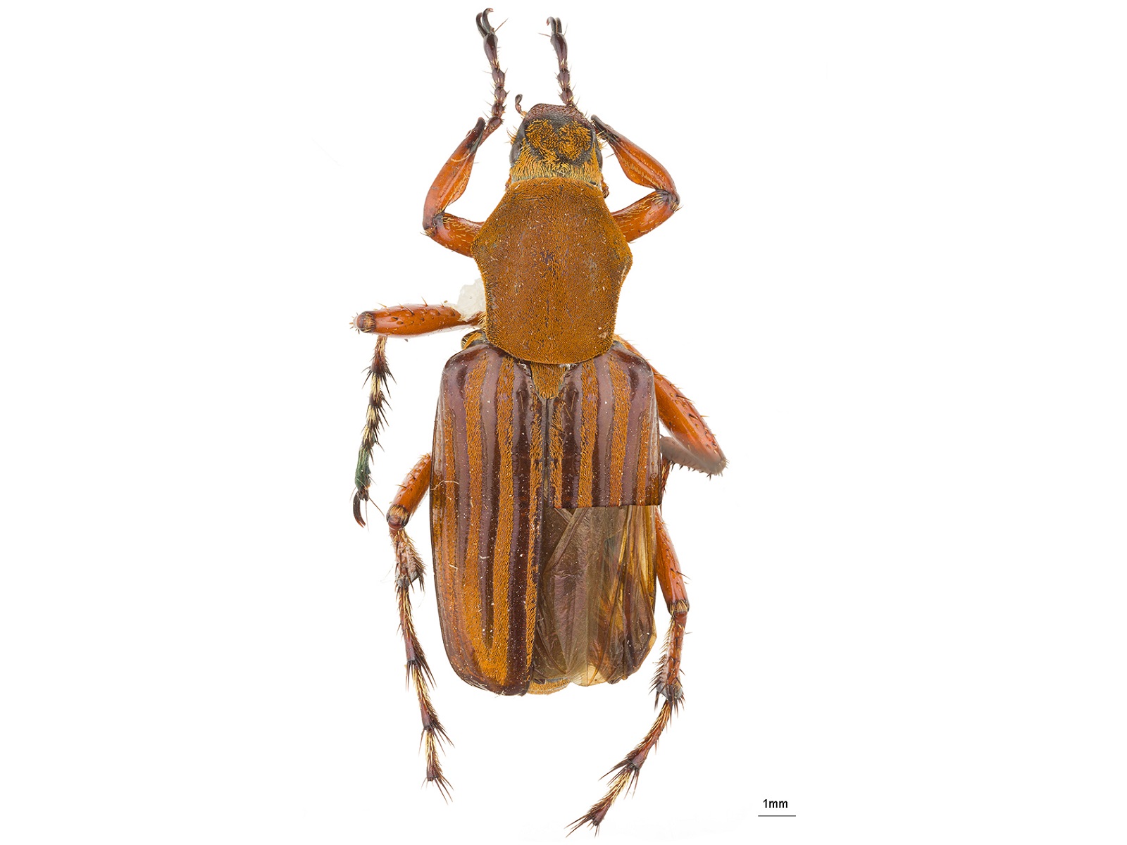 Macrodactylus tenuilineatus Guérin-Méneville, 1843 