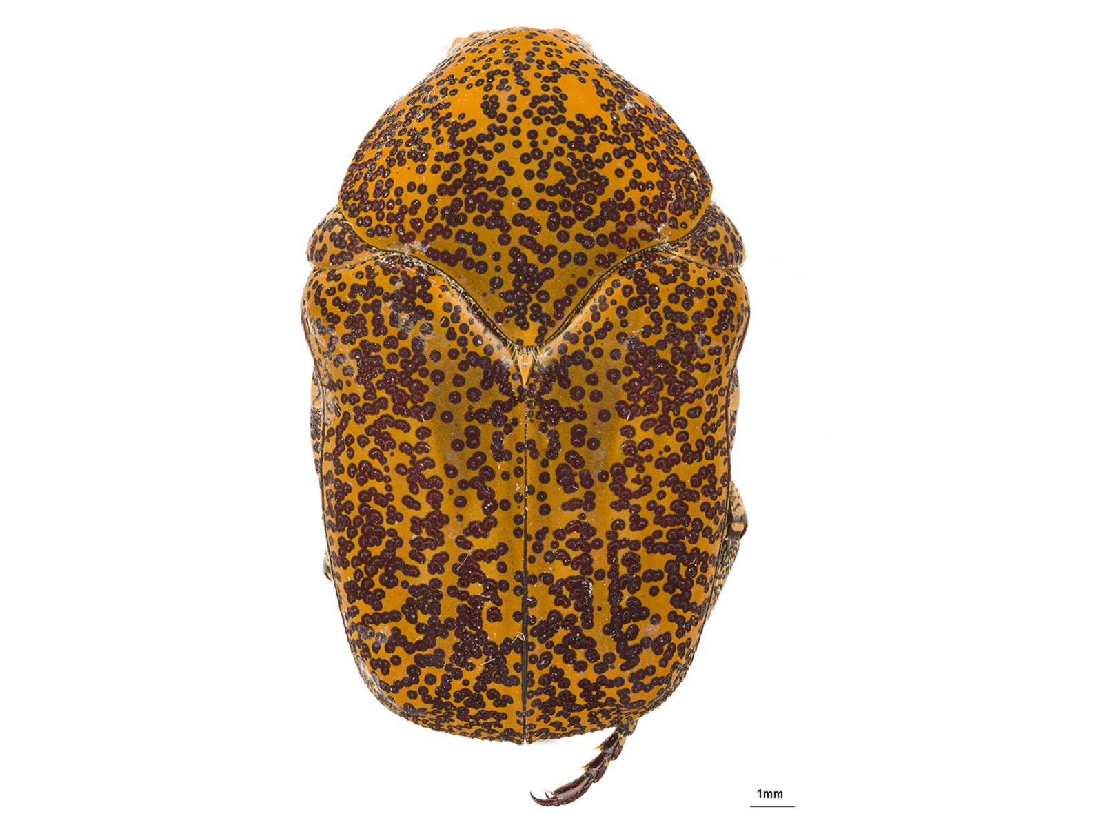 Marmarina maculosa (Olivier, 1789) 