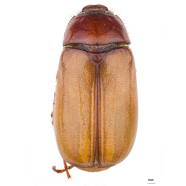 <p><em>Phyllophaga</em></p>