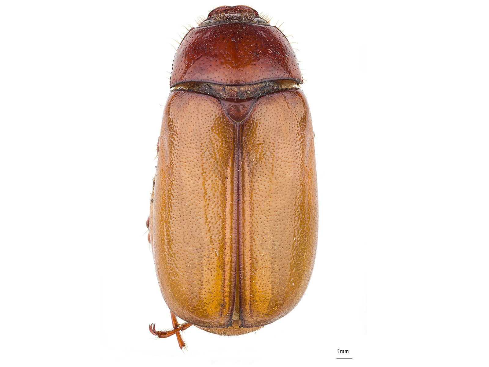 Phyllophaga (Phytalus) obsoleta (Blanchard, 1851) 