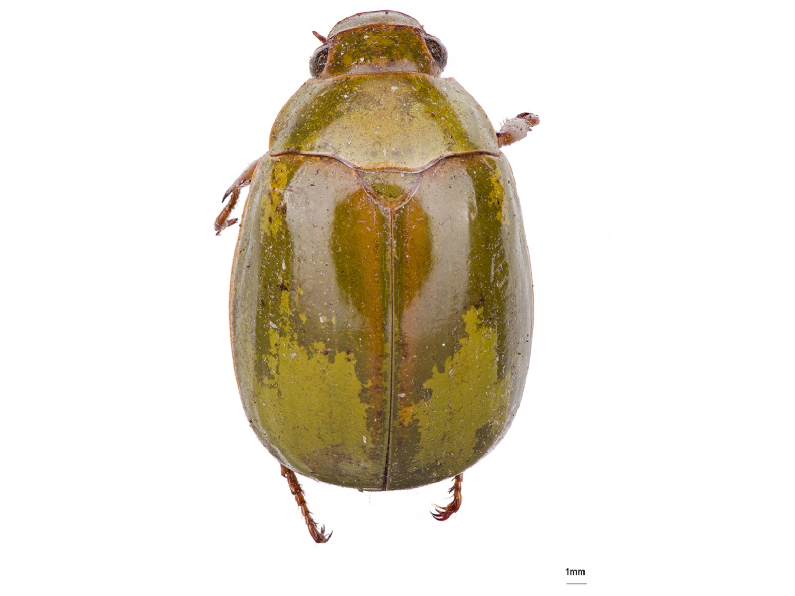 Platycoelia valida Burmeister, 1844 