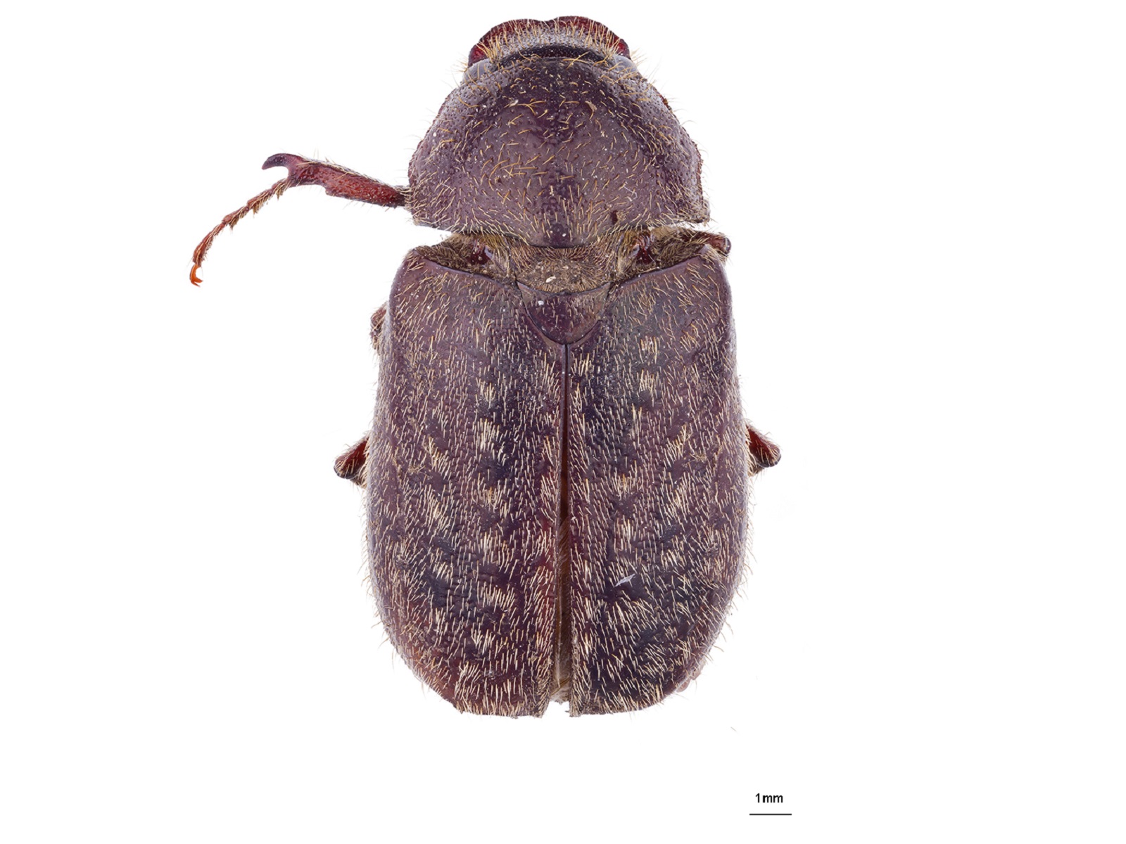 Plectris pavida (Burmeister, 1855) 
