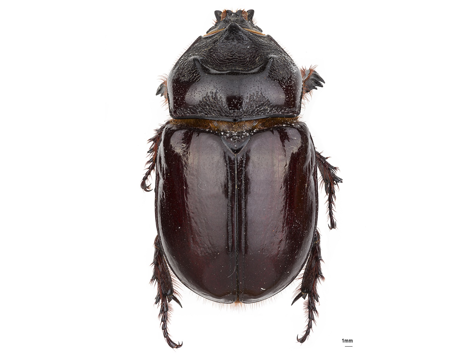 Strategus aloeus (Linnaeus, 1758)