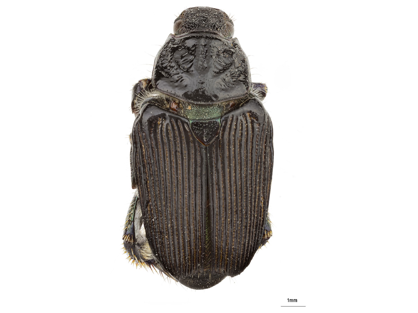 Strigoderma sulcipennis Burmeister, 1844