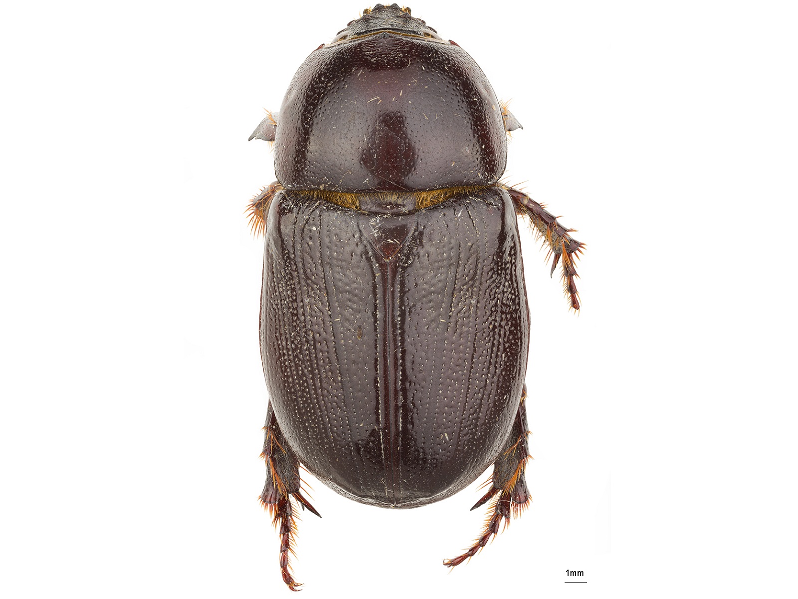 Tomarus gyas Erichson, 1848