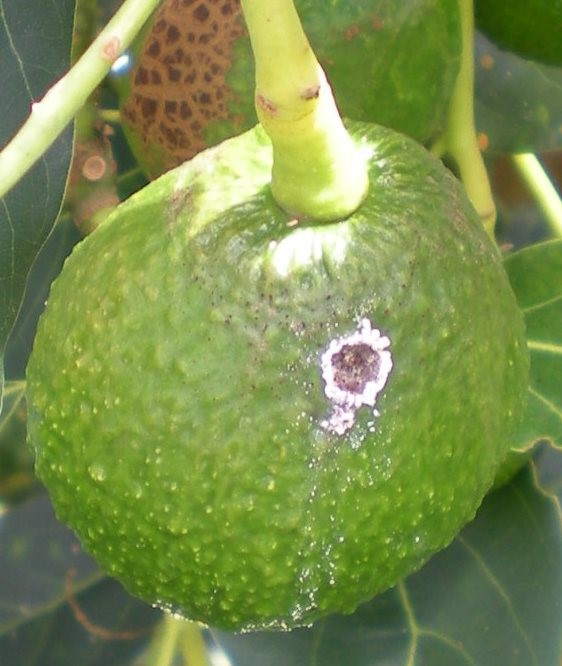 Monitoreo Aguacate 3