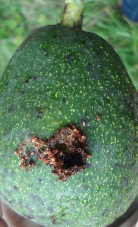 Monitoreo Aguacate 4