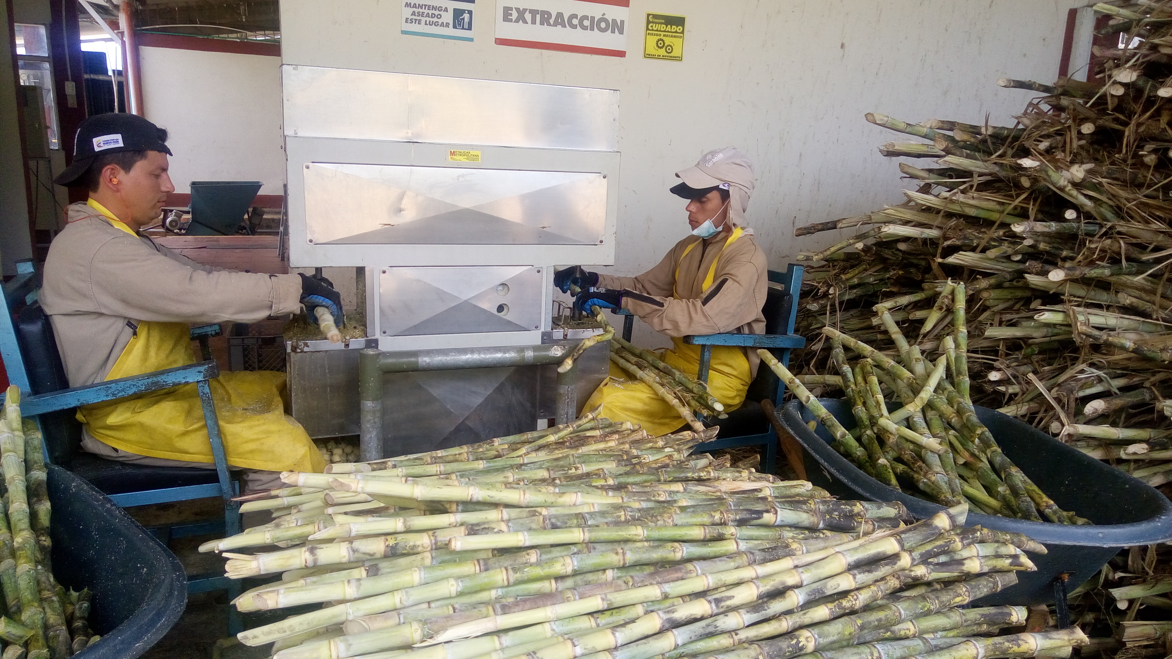 2 Extracción De Yemas Cimpa