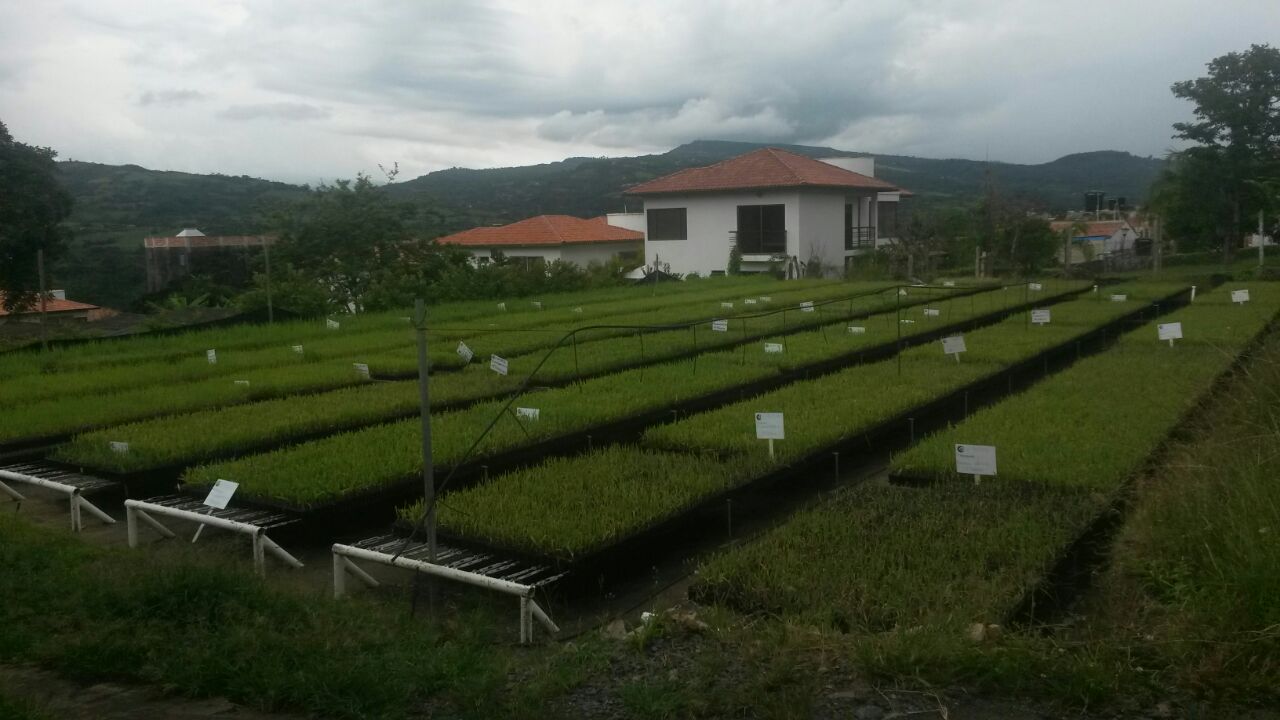 Producción de semilla de caña de azúcar en categoría seleccionada para la producción de panela – plantas germinadas.