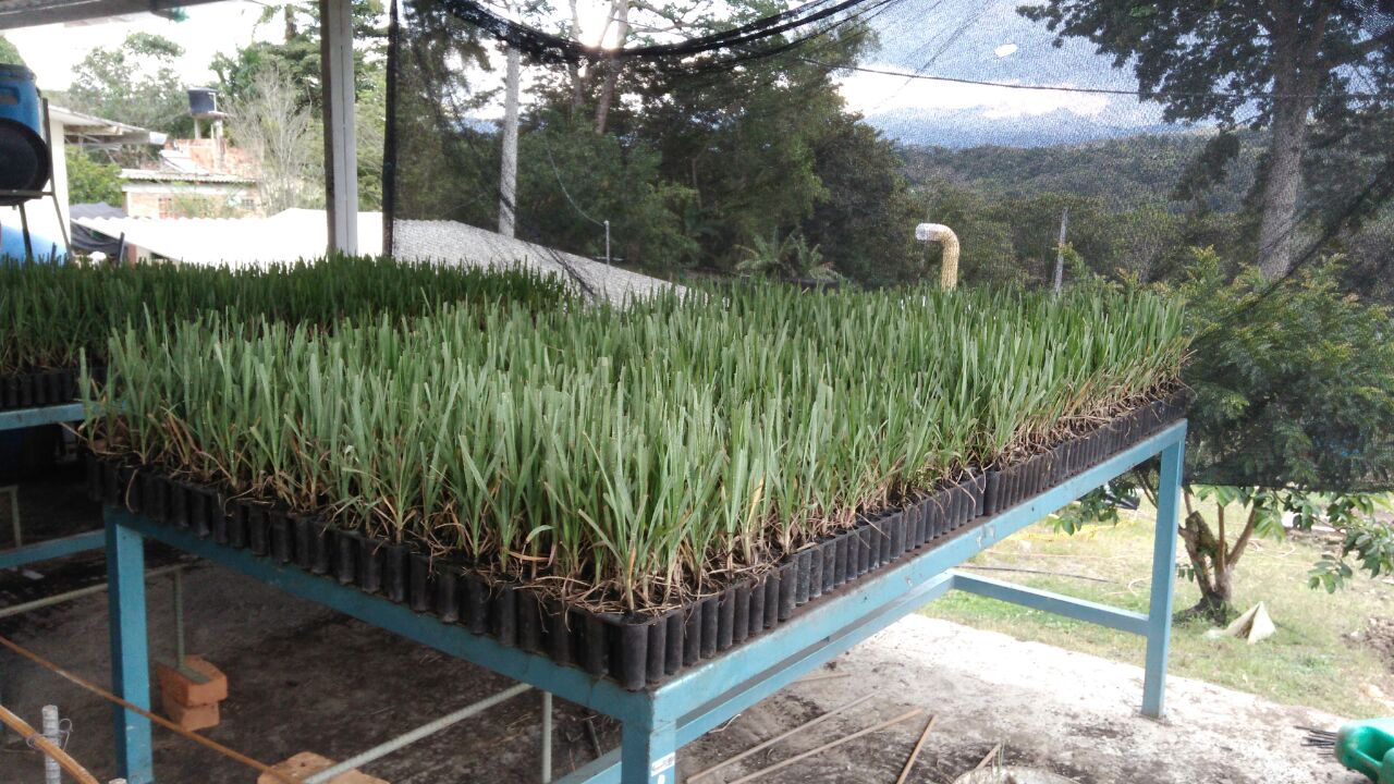 Plantas Para Empaque