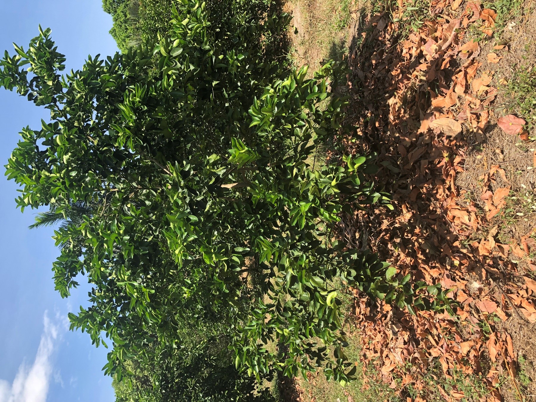 C13