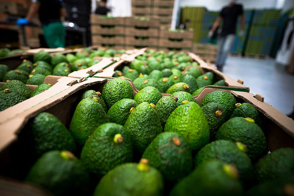 AGROSAVIA y Corpohass firmes en la consolidación de una producción competitiva y sostenible para el aguacate Hass colombiano