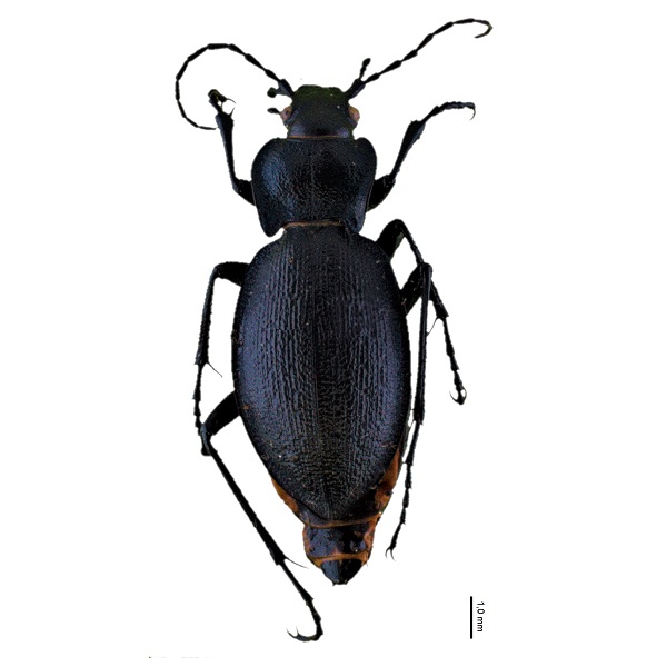 <p><em>Carabus</em></p>