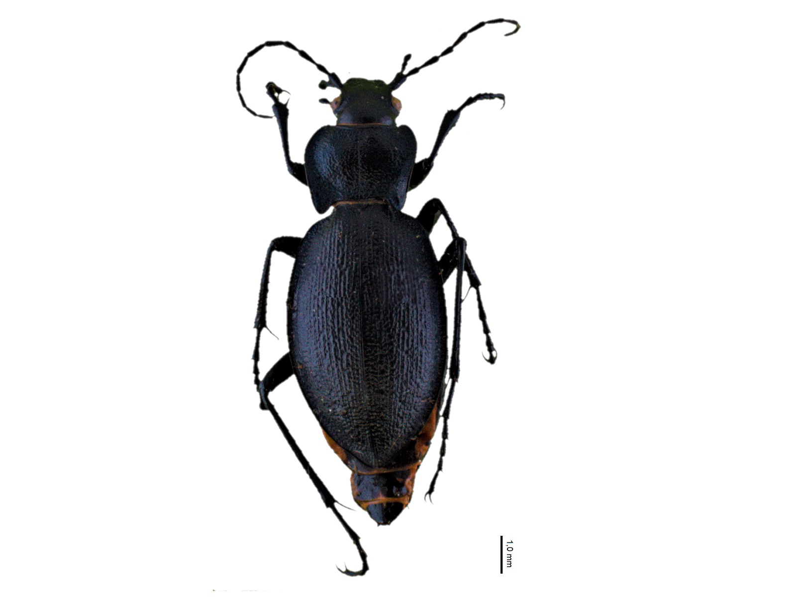 Carabus problematicus Herbst, 1786