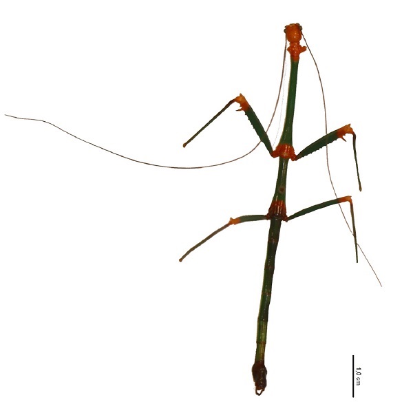 Phasmatodea