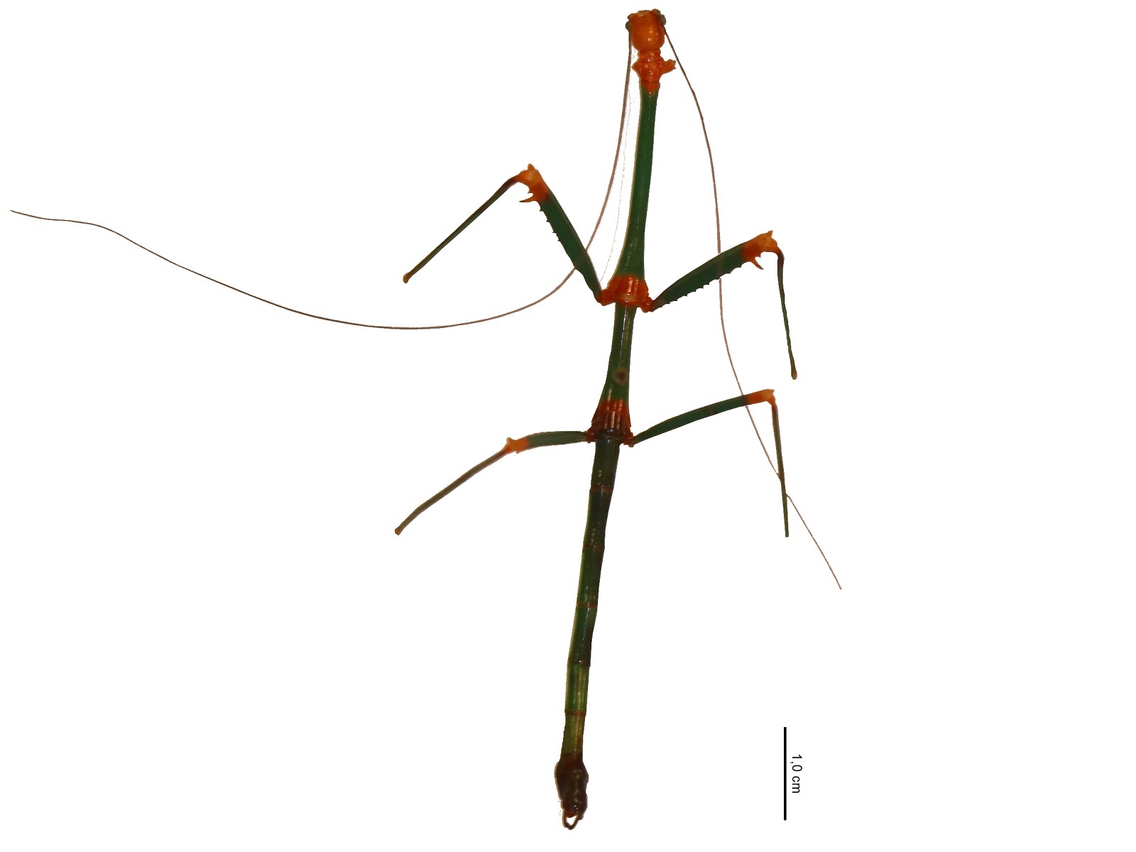 Oncotophasma aurantiaviridiata Murcia, Cadena-Castañeda and Silva, 2020 
