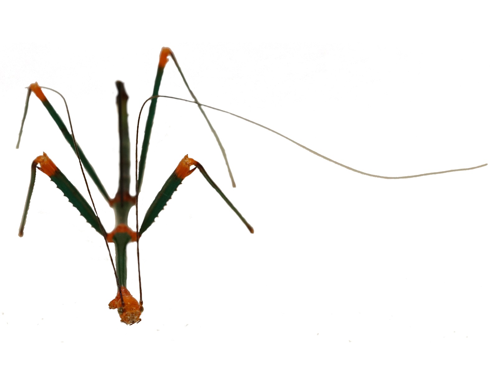 Oncotophasma aurantiaviridiata Murcia, Cadena-Casta帽eda and Silva, 2020