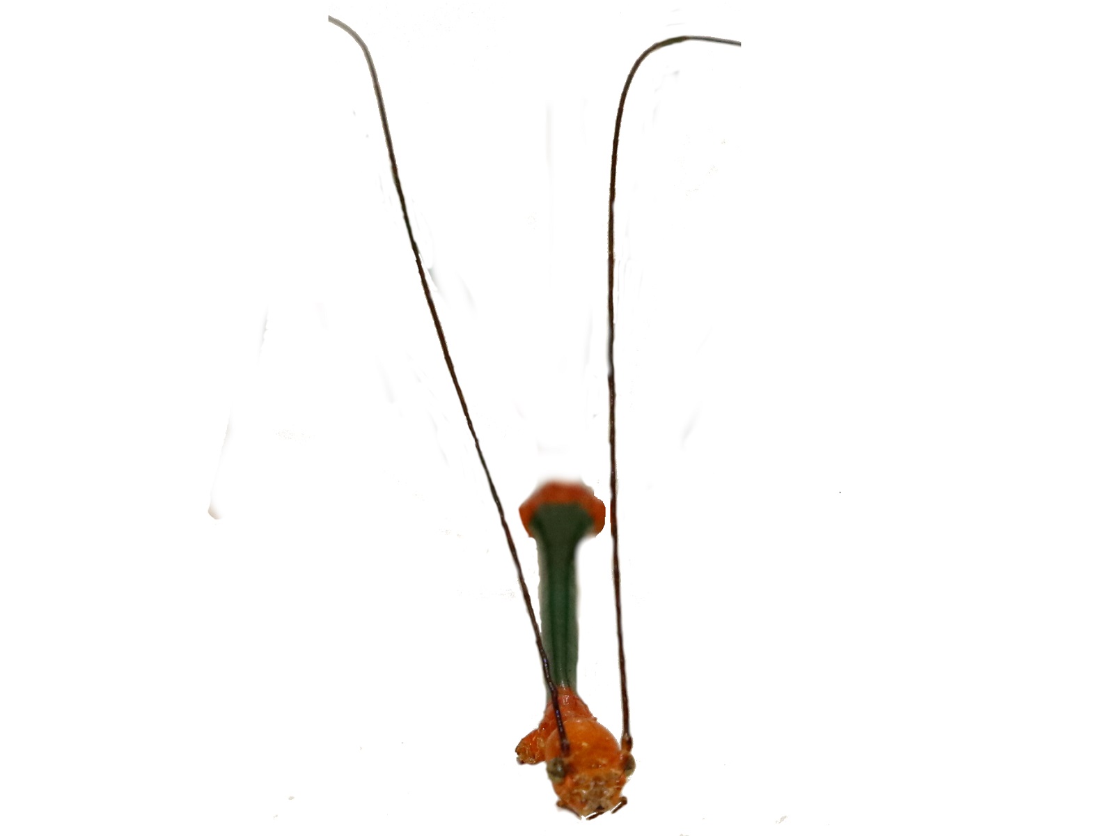 Oncotophasma aurantiaviridiata Murcia, Cadena-Casta帽eda and Silva, 2020