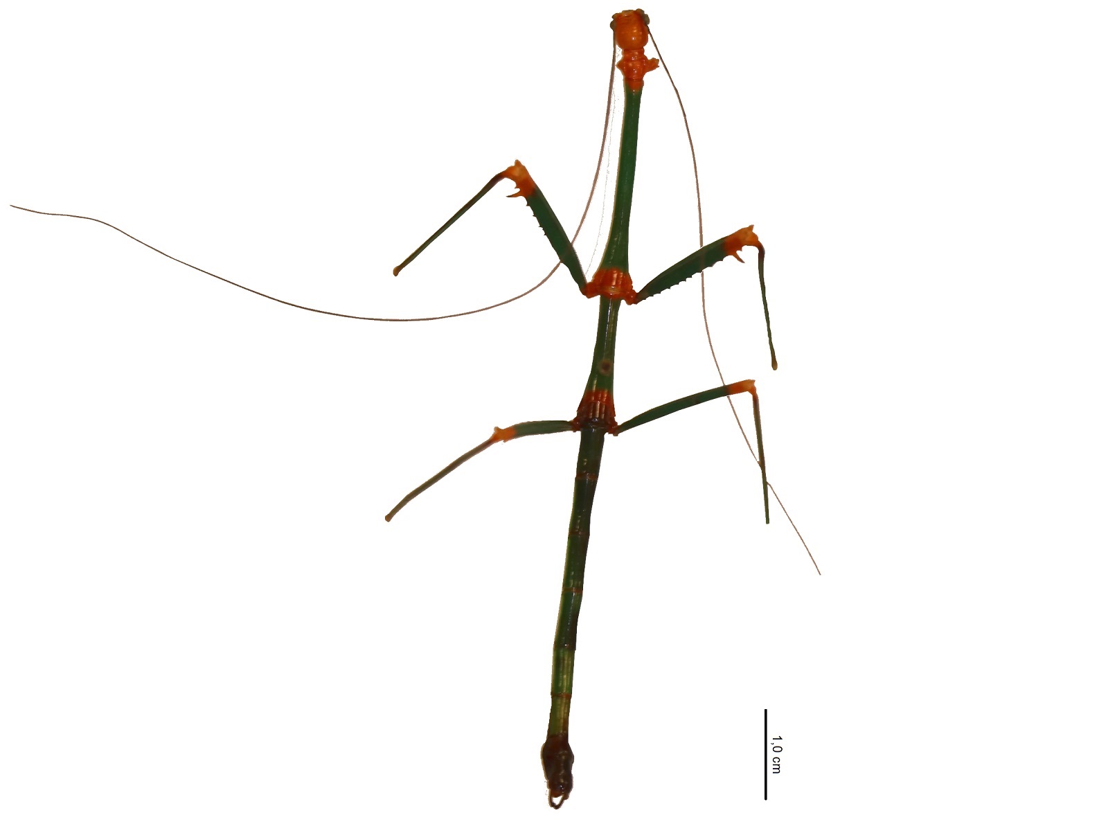 Phasmatodea Alta 1600X1200