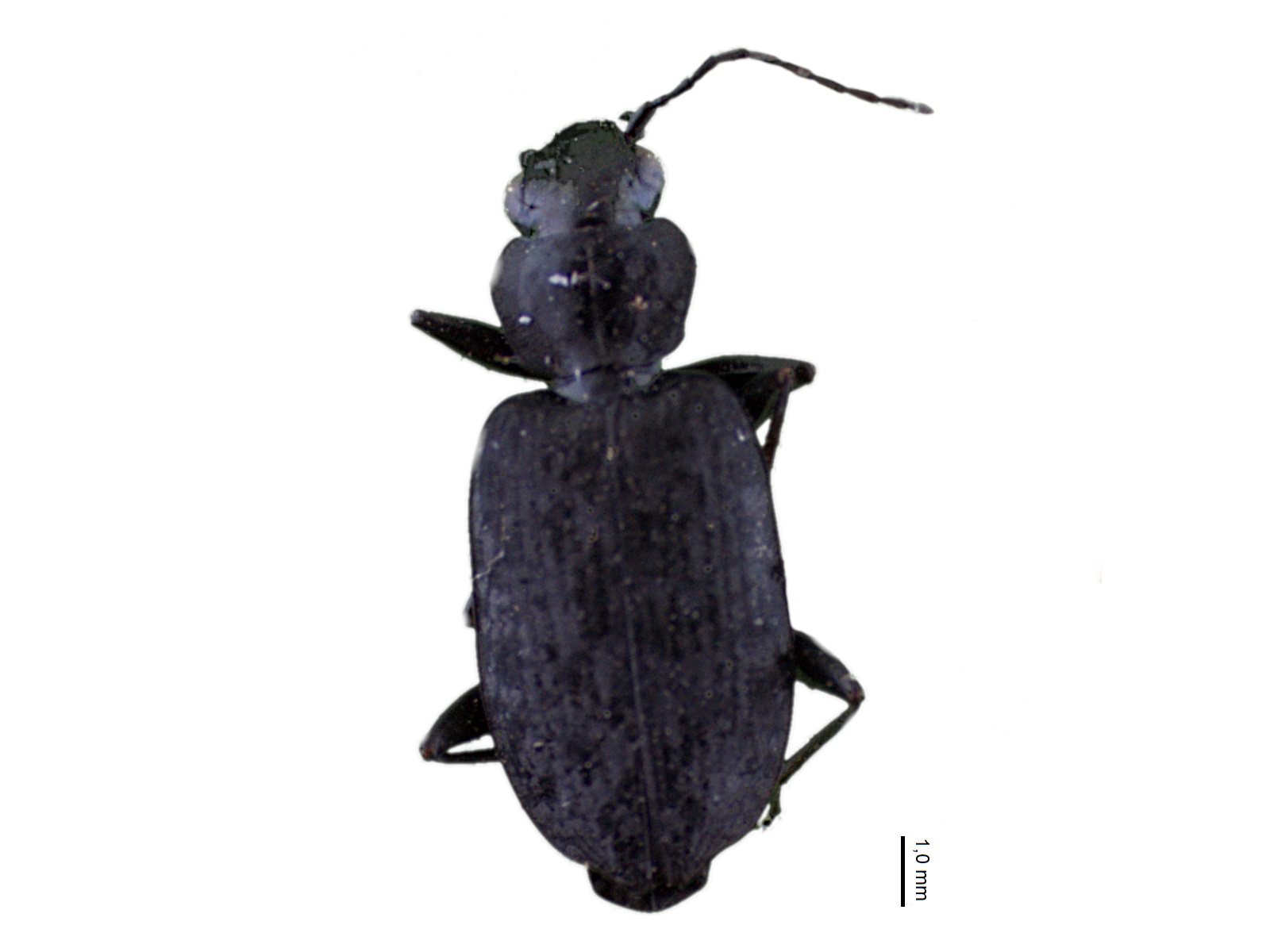 Sericoda sp. 