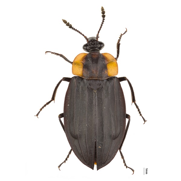 Silphidae