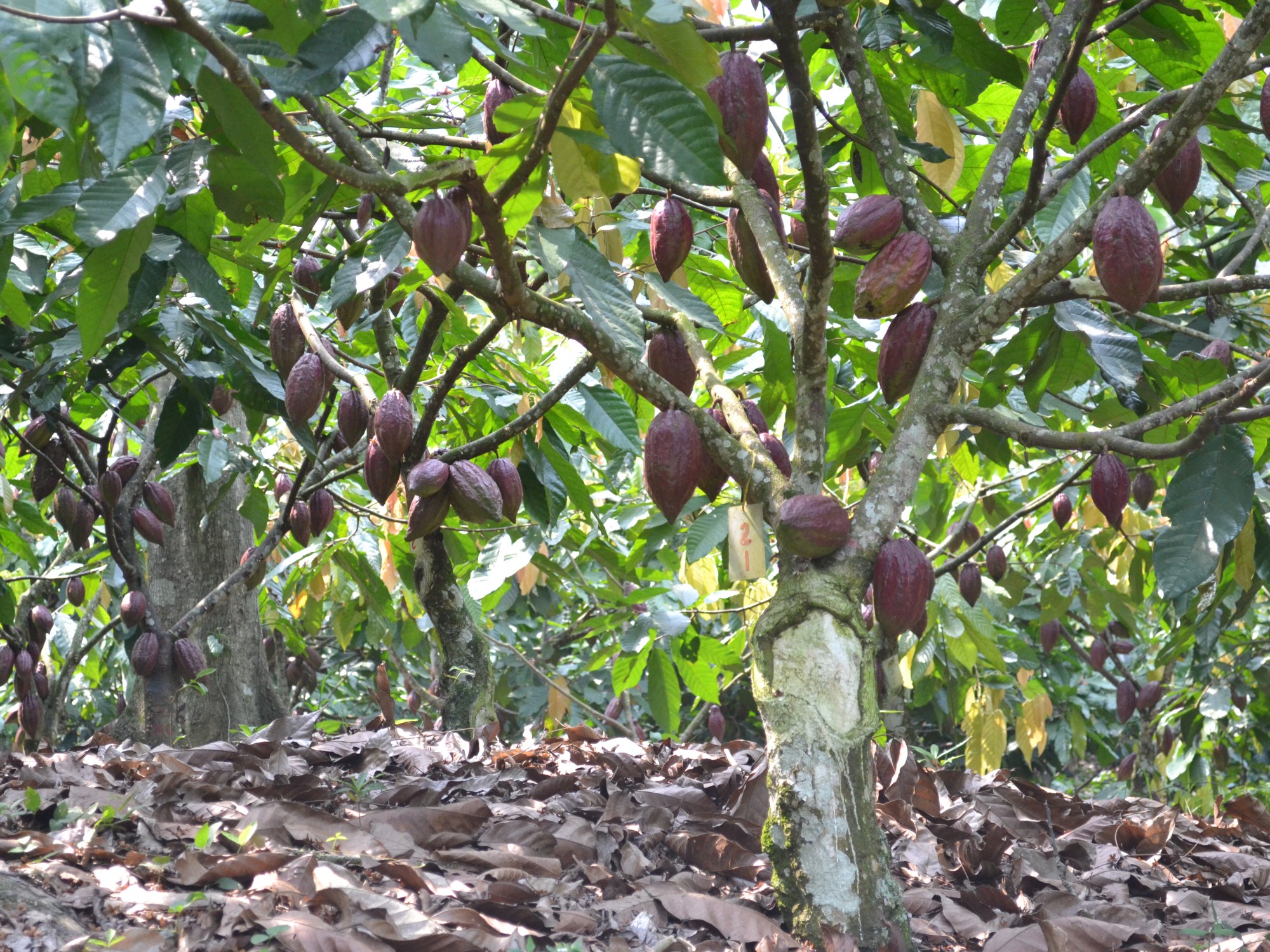 Subproductos del cacao con potencial para la alimentación animal