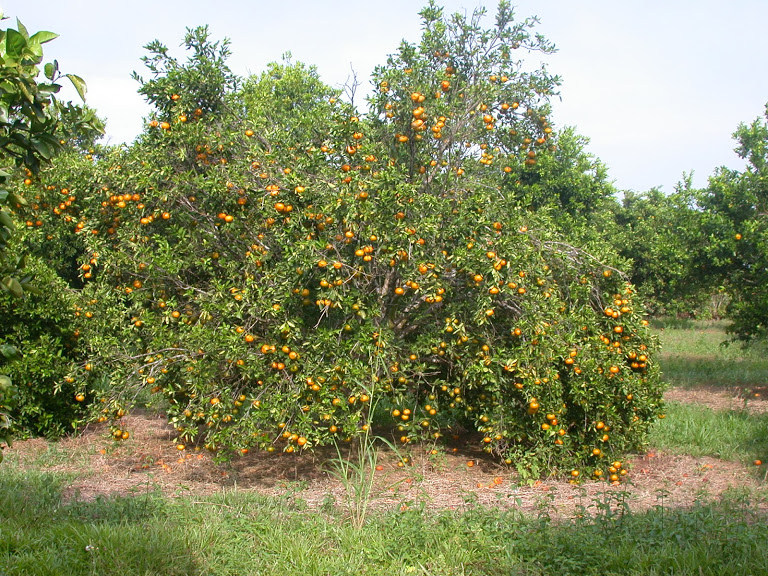Adecuación química de Oxisoles de la Orinoquia para el establecimiento del cultivo de cítricos y frutales perennes; y manejo de la nutrición mineral.
