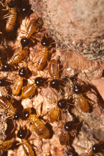 Recomendación monitoreo y manejo cultural de termitas subterráneas o comején (Blattodea: Termitoidea) en cultivos de cítricos de la región Caribe de Colombia.