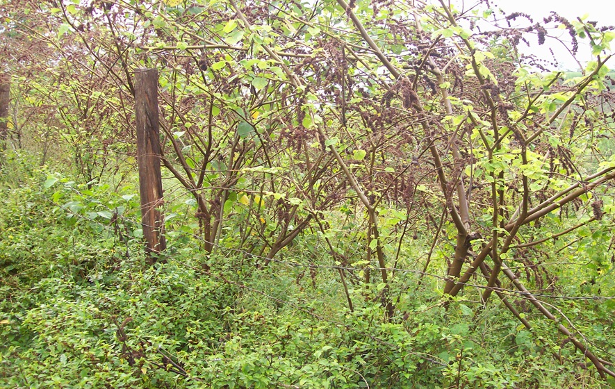 Cadillo Negro