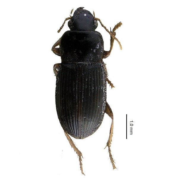 <p><em>Harpalus</em></p>