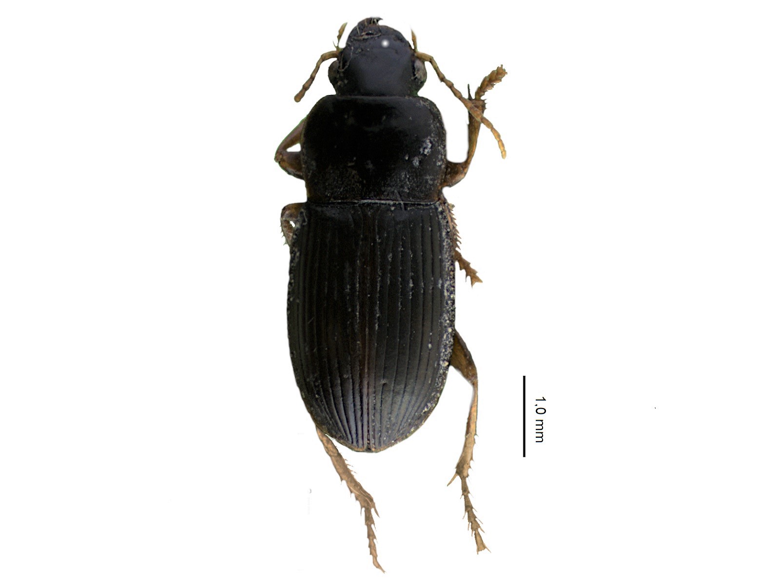 Harpalus tinctulus Bates, 1873 