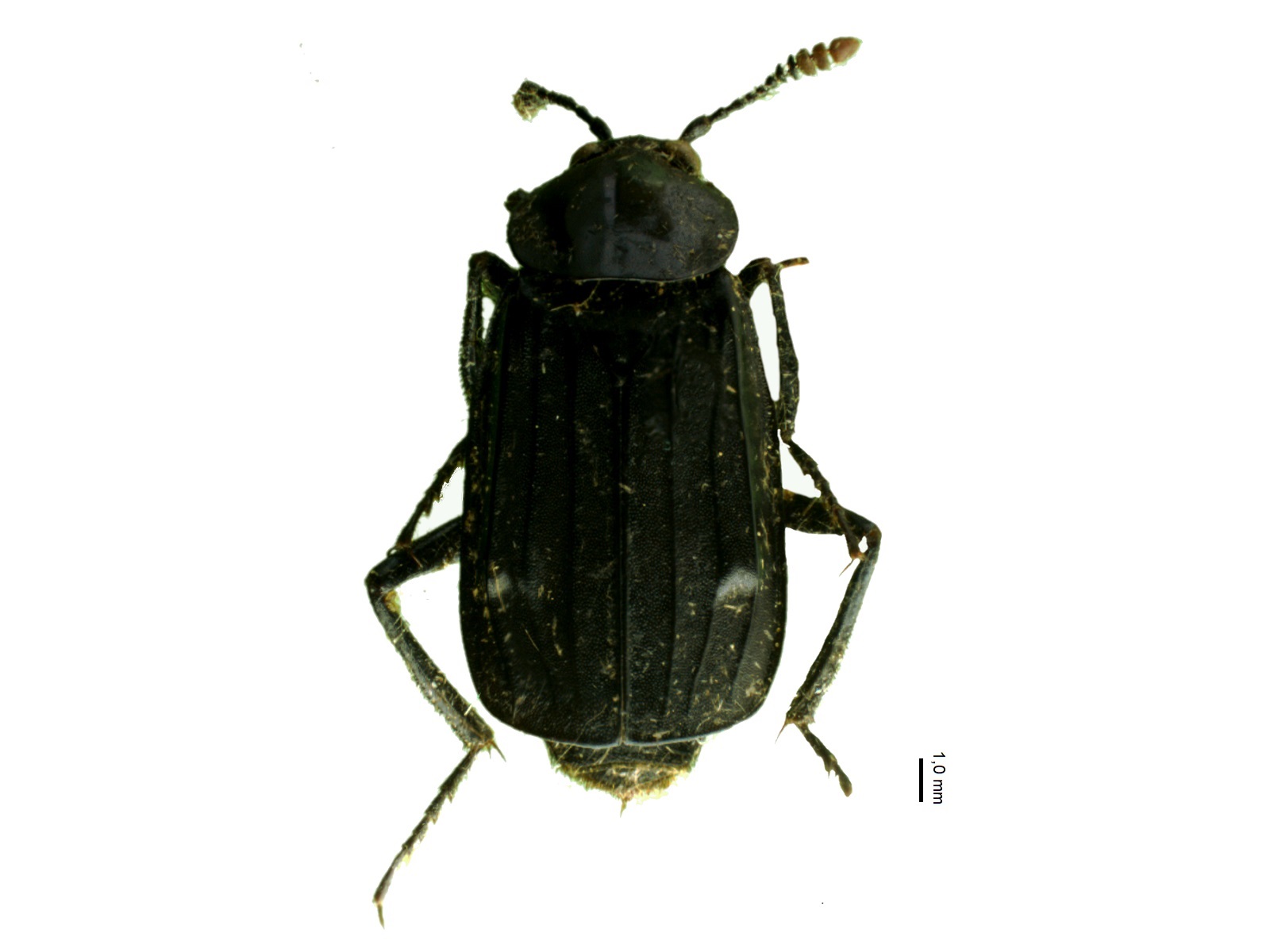 Necrodes littoralis (Linnaeus, 1758) 