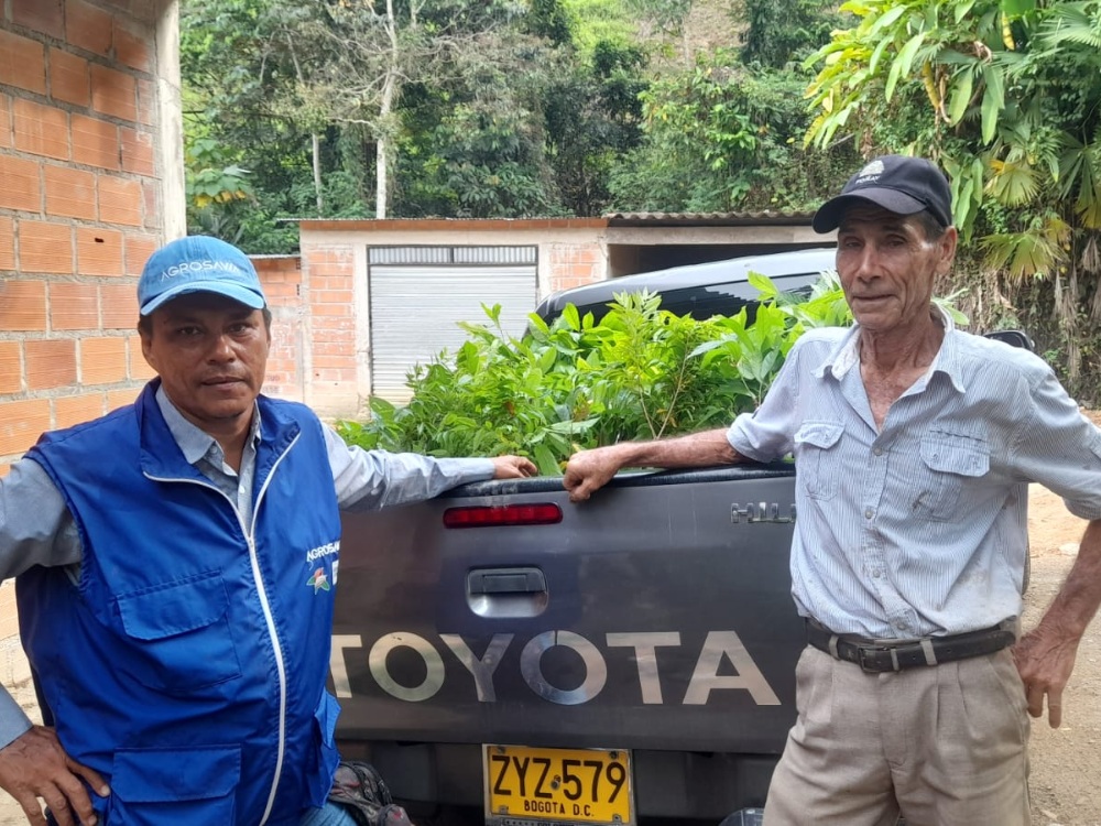 AGROSAVIA Entregó 2 Mil Árboles Maderables Y 40 Mil Plantas De Cacao En El Catatumbo8 AGROSAVIA