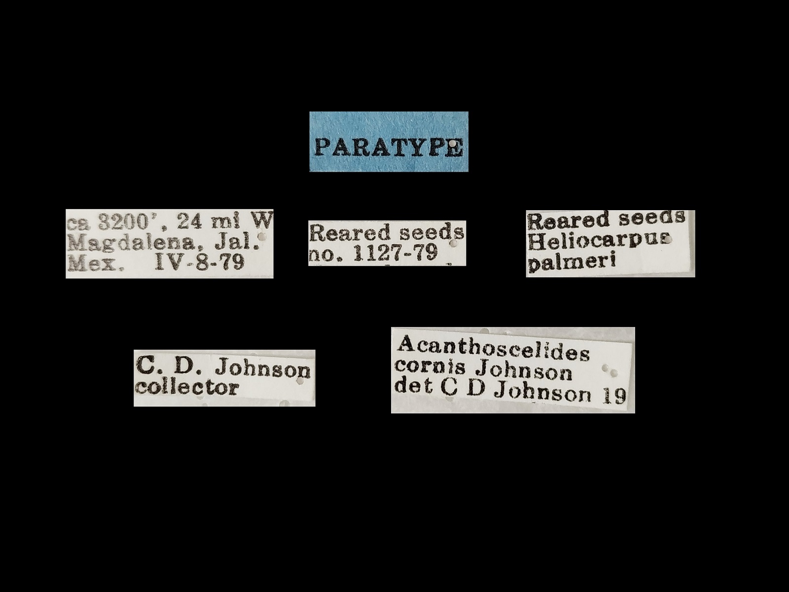 Acanthoscelides cornis Johnson, 1983