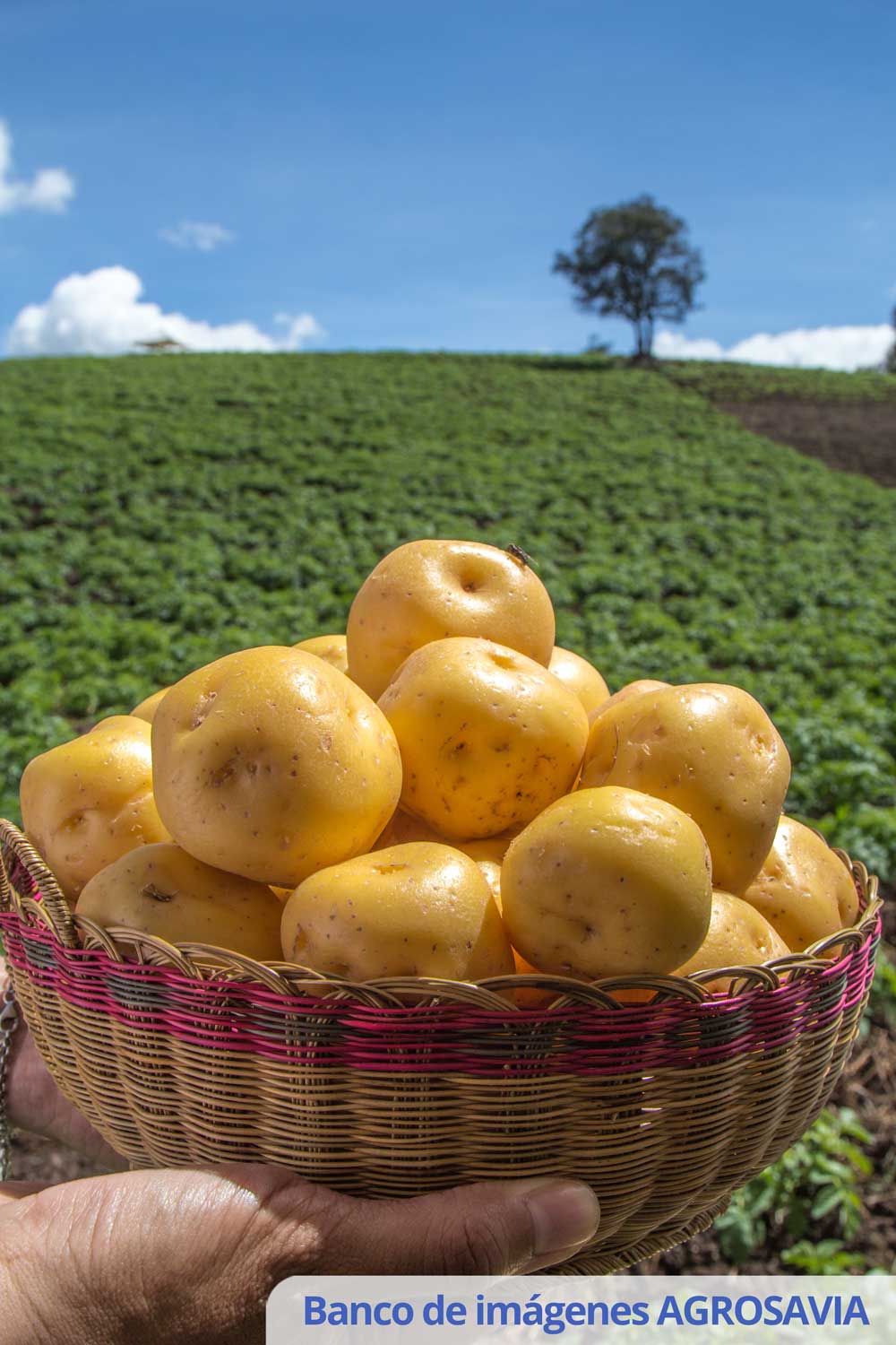 Variedad de papa criolla CORPOICA - SOL ANDINA