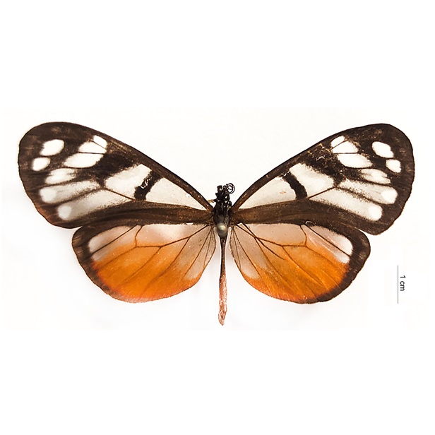 Oleria amalda (Hewitson, 1857) 