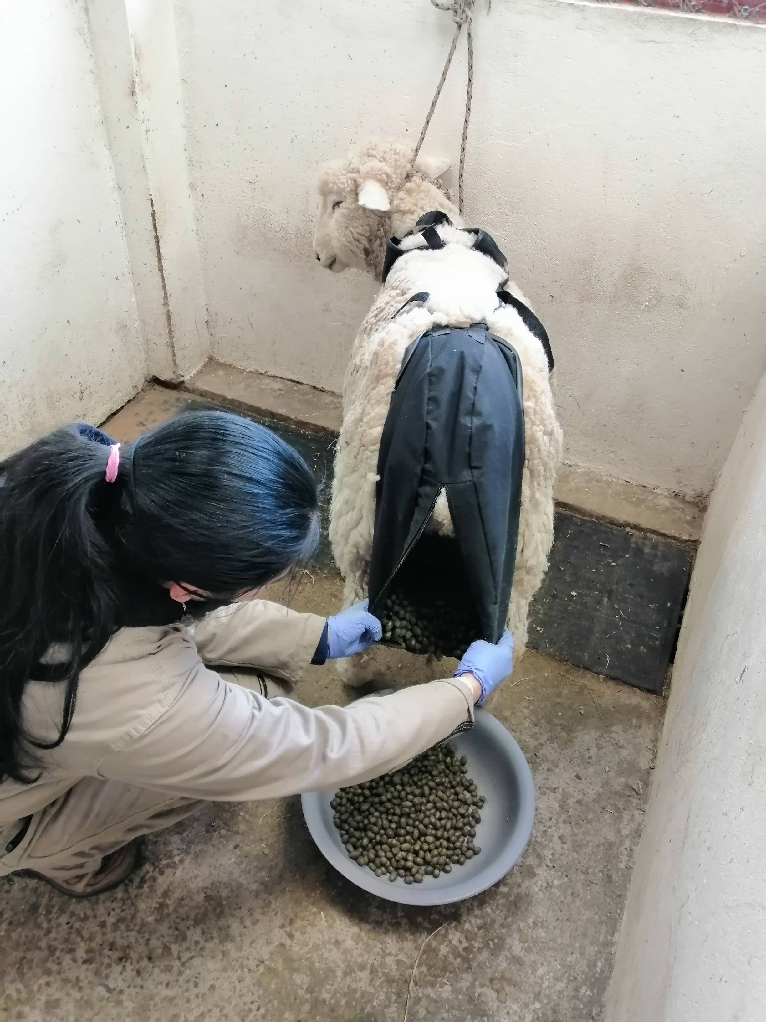 Metodología de estimación de consumo de materia seca por NIRS fecal