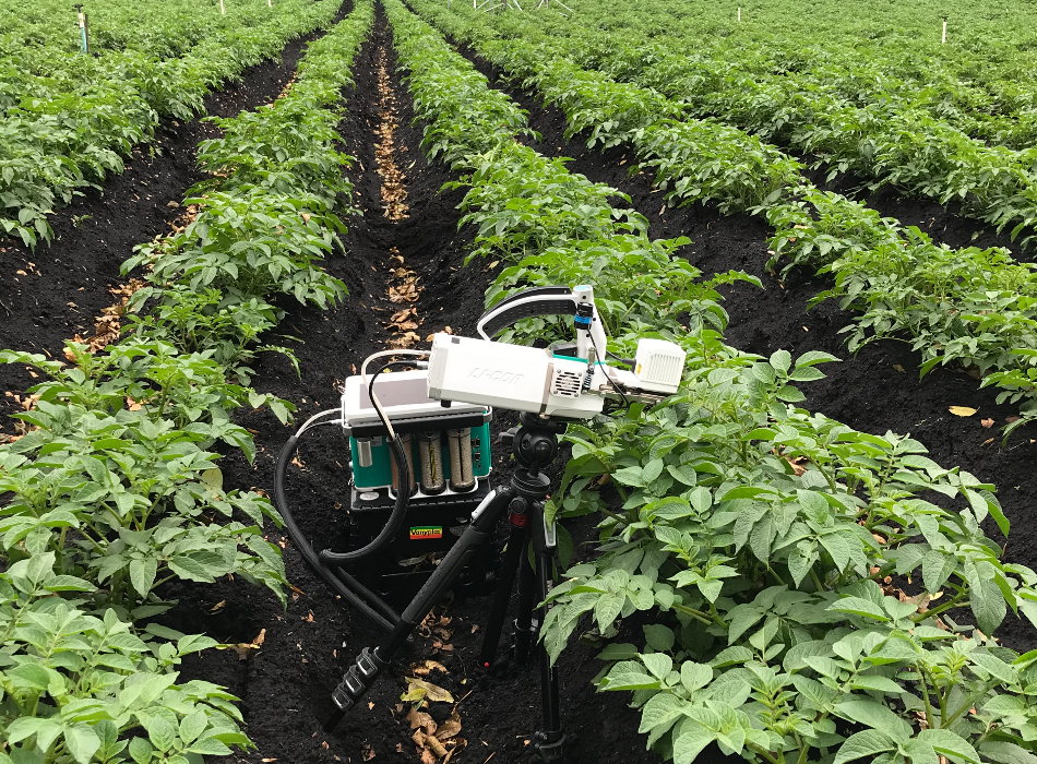 El cultivo de papa como herramienta de captura de carbono