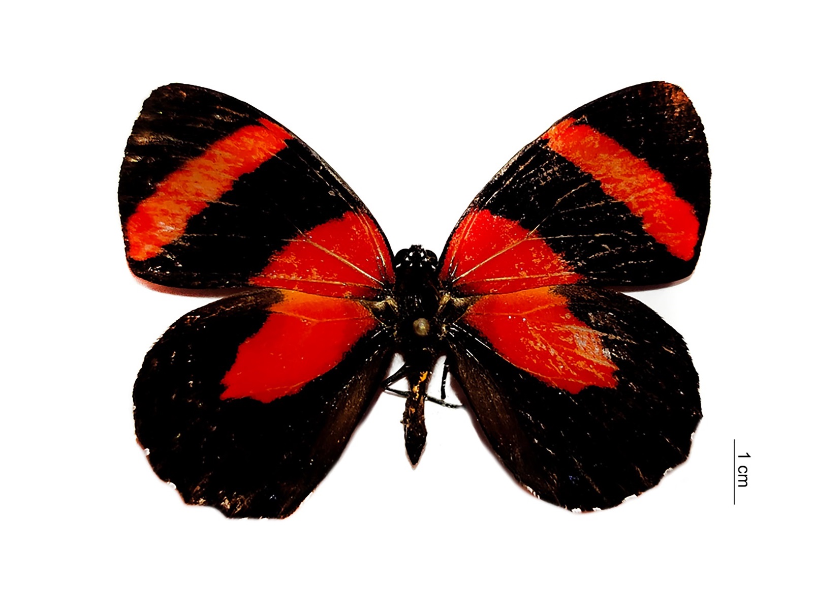 Callicore pitheas (Latreille, 1813) 