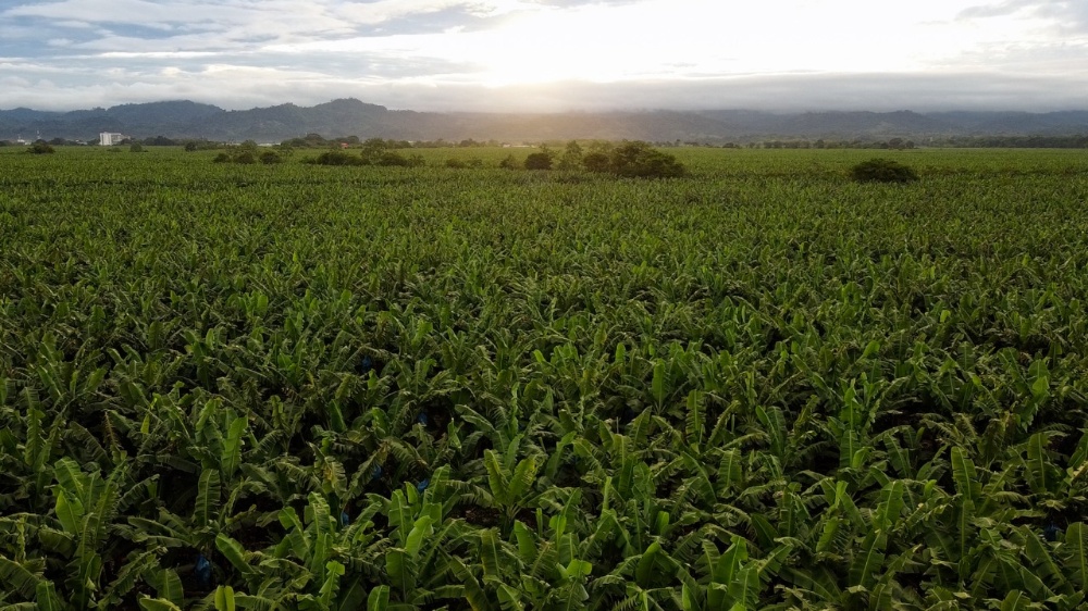 Linkata Urabá5 AGROSAVIA