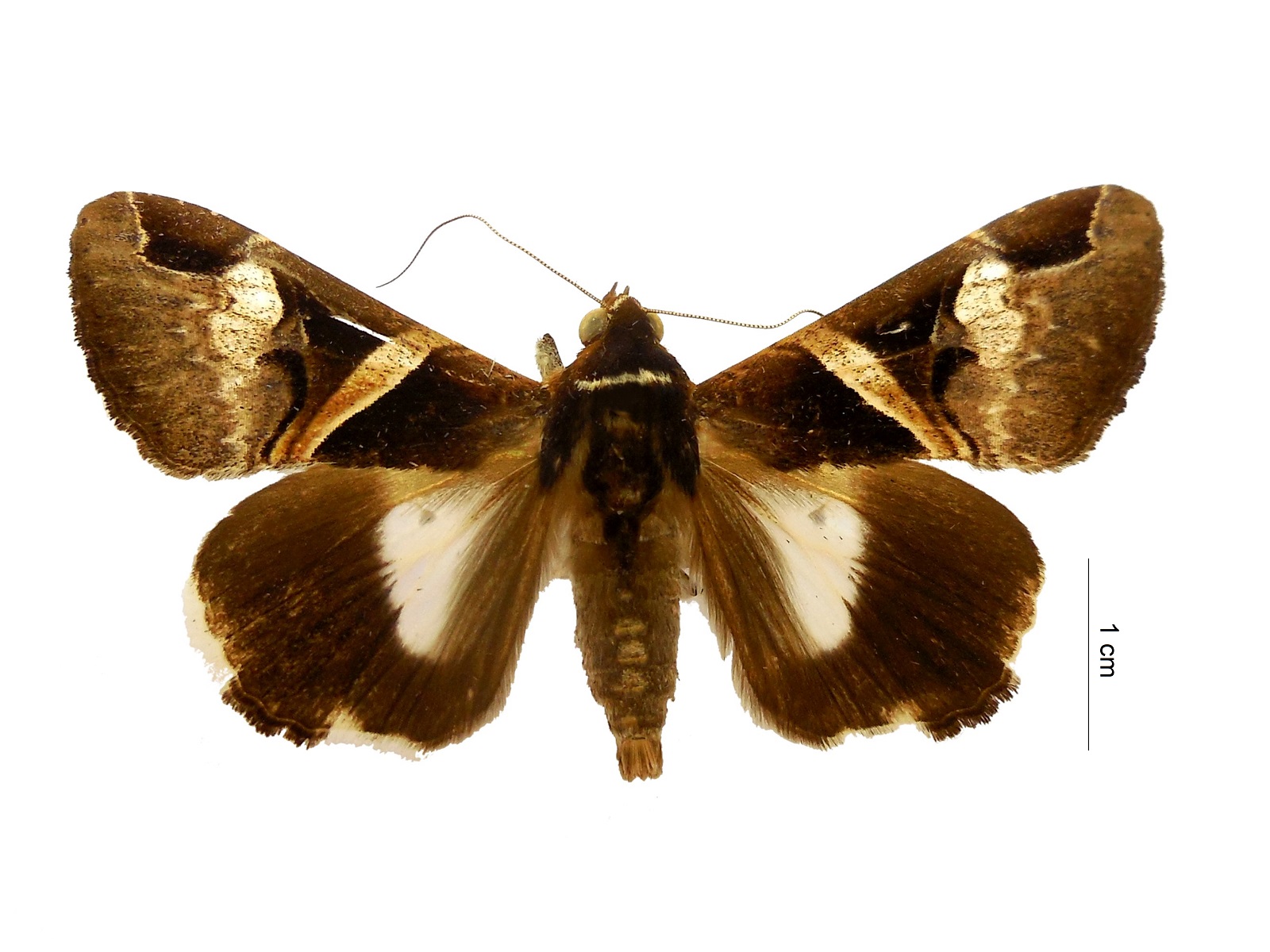 Melipotis fasciolaris (Hübner, 1823) 